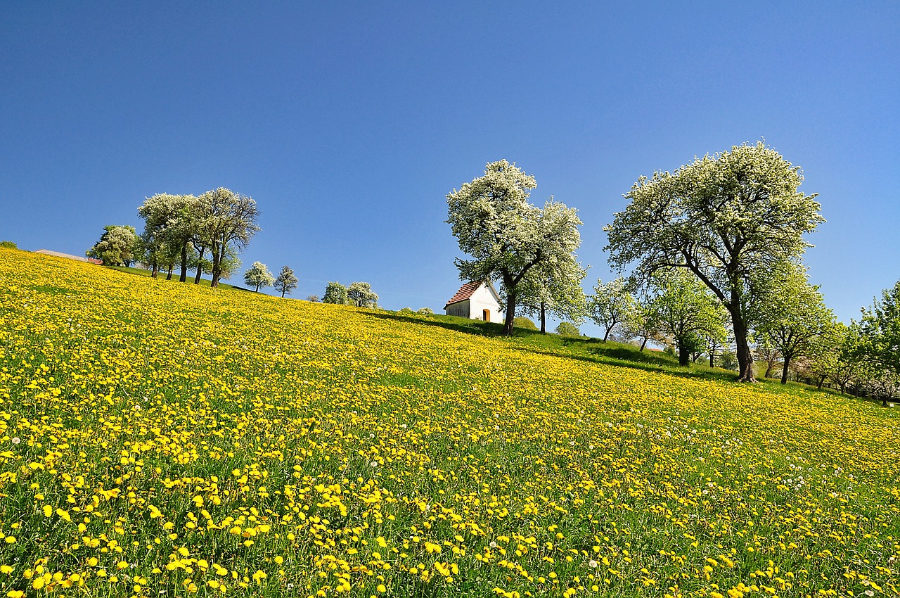 Best Plants for a Pollinator-Friendly Garden